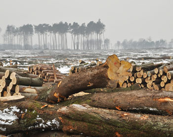 На Дальнем Востоке планомерно уничтожают леса 