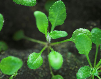 Генетики создали сверхжирное растение 