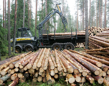 В Европе запретили закупать левую древесину 