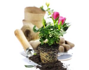 В Ботаническом саду научат размножать розы