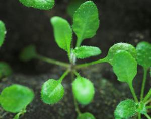 Генетики создали сверхжирное растение