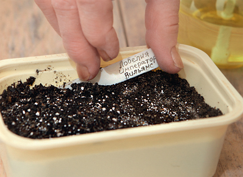 выращивание лобелии из семян, маркировка
