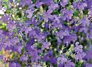 Как вырастить лобелию