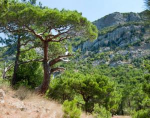 Земли Ялтинского заповедника отдадут под дачи