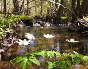 В Тульской области создадут национальный парк