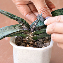 Гастерия: размножение листовым черенком. Шаг 1 Гастерия: размножение листовым черенком. Шаг 1