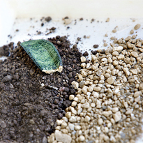 Гастерия: размножение листовым черенком. Шаг 2 Гастерия: размножение листовым черенком. Шаг 2