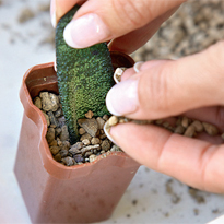 Гастерия: размножение листовым черенком. Шаг 3 Гастерия: размножение листовым черенком. Шаг 3