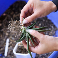 Гастерия: размножение дочерней розеткой. Шаг 1
