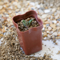 Гастерия: размножение дочерней розеткой. Шаг 4