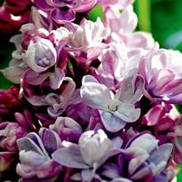 Сорта сирени