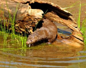 Под Тамбовом будут охранять выхухоль и выдру