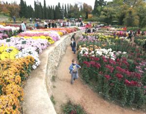 В Никитском ботсаду появится лазерное шоу