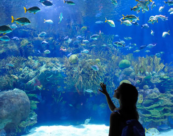 В Калининграде соорудят огромный аквариум и эксплораториум 