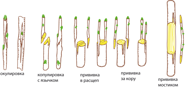 Картинки по запросу "прививки для плодовых растений"