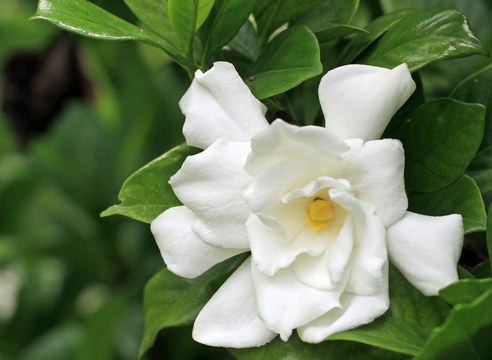 Гардения жасминовидная, Gardenia