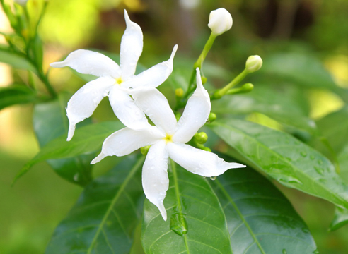 Гардения жасминовидная, Gardenia