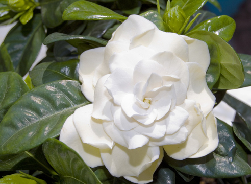 Гардения жасминовидная, Gardenia