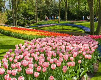 Кекенхоф: голландские тюльпаны