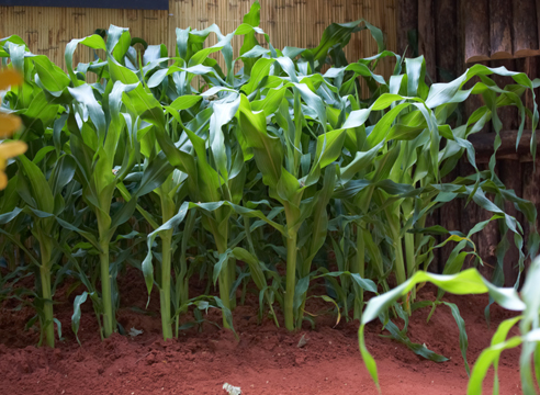 Выращиваем рассаду кукурузы. Мастер-класс
