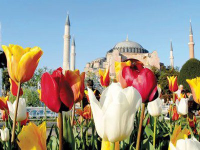 Фестиваль тюльпанов в Стамбуле увенчается открытием Музея тюльпанов 