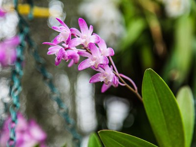 В Ботаническом саду пройдёт мастер-класс по орхидеям 