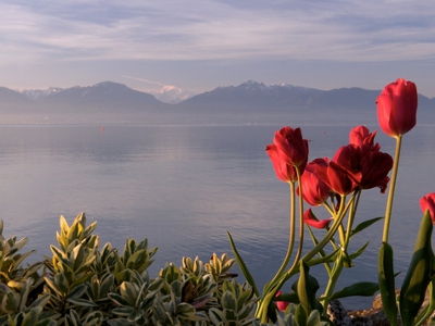 Фестиваль тюльпанов в Швейцарии продлится до середины мая 