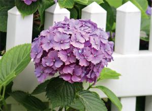 Сорта гортензии крупнолистной