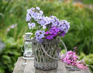 Секция флоксов Русского ботанического общества приглашает к сотрудничеству