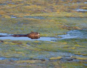 Озера будут углублять для выхухолей