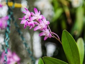 В Ботаническом саду пройдёт мастер-класс по орхидеям