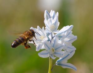 Цветы привлекают пчел электричеством