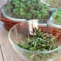 Проращивание зелени в гидрогеле. Шаг 4