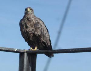 В интернете можно наблюдать за орланом-белохвостом