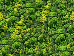 Европа запустит спутник для изучения лесов
