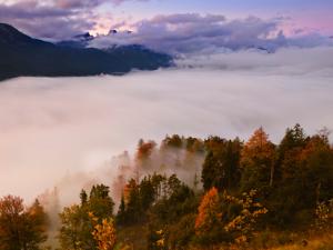 Российские леса разворовывают