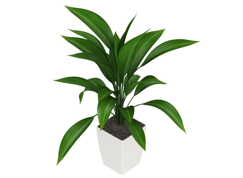 Аспидистра, Aspidistra