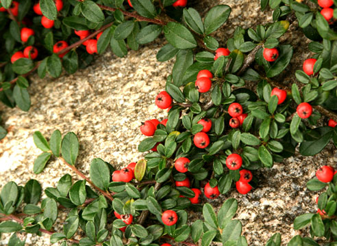 Кизильник, Cotoneaster