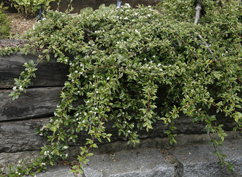 Кизильник, Cotoneaster