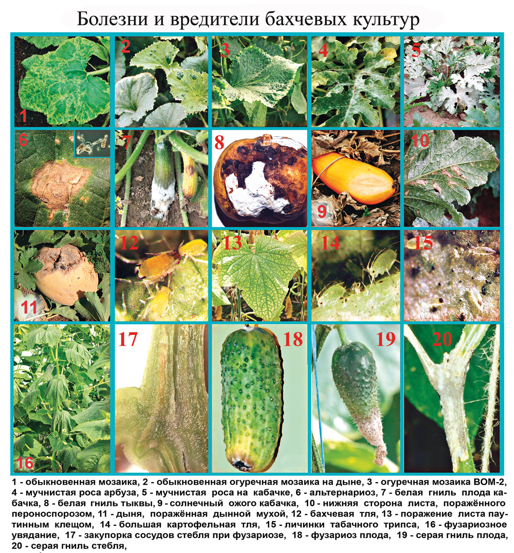 Огурцы: проблемы, болезни и вредители – справочное руководство