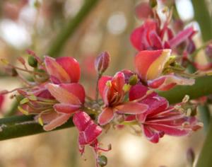 В Израиле обнаружили 4-метровый цветок, считавшийся вымершим