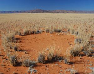 Ведьмины круги оказались деятельностью термитов