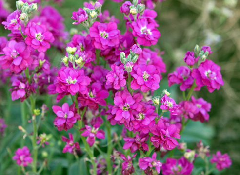 Маттиола, Matthiola