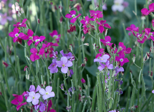 Маттиола, Matthiola