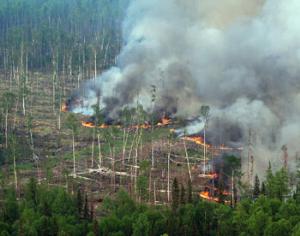 Пожар уничтожает территорию Хинганского заповедника