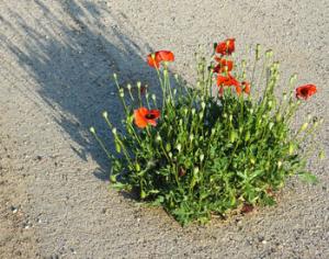 В Ярославле появились клумбы в дорожных ямах