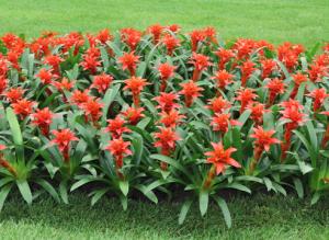 Вриезия: уход и размножение