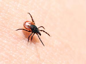 Новый тест на клещевой энцефалит работает как тест на беременность