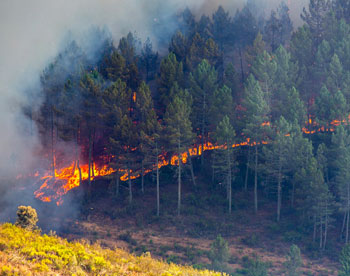 В Бурятии горит национальный парк 