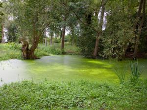 Свалку превратили в заповедник